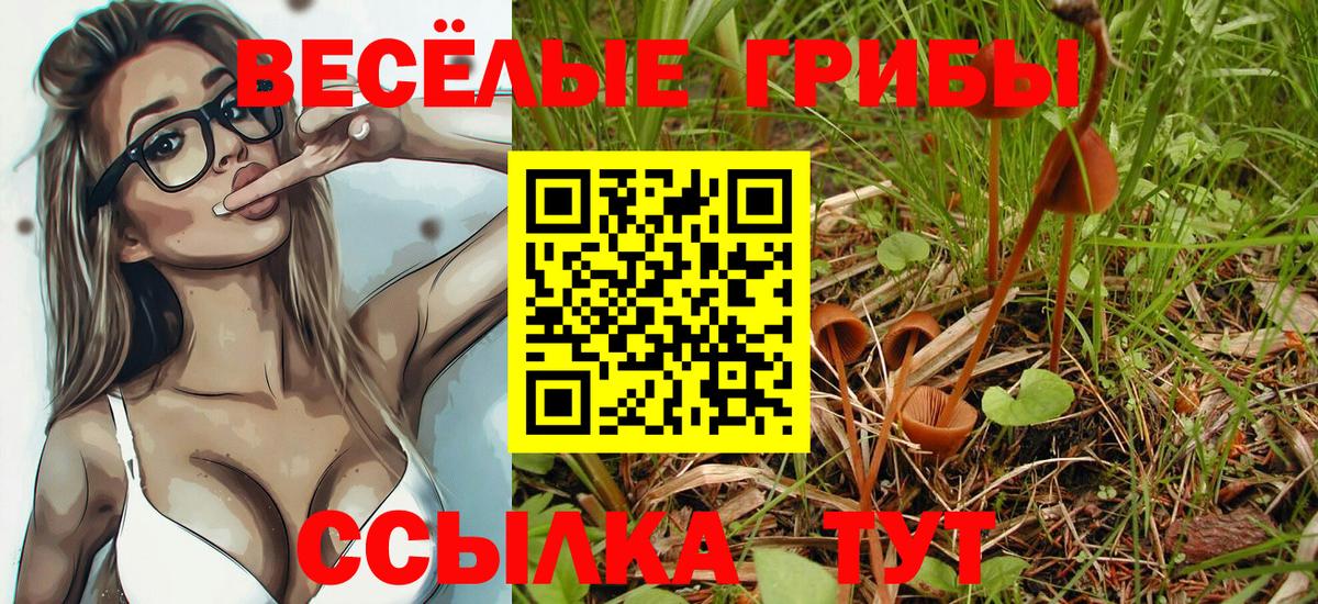 Курчалой  продажа наркотиков  Галлюциногенные грибы мицелий  Вход с VPN  Галлюциногенные грибы прущие грибы 
